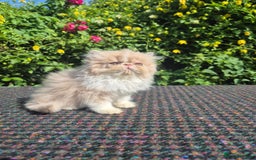 Persian cats for sale: 🏆champion sired persian and exotics kittens😸 ♥️  - Image 8
