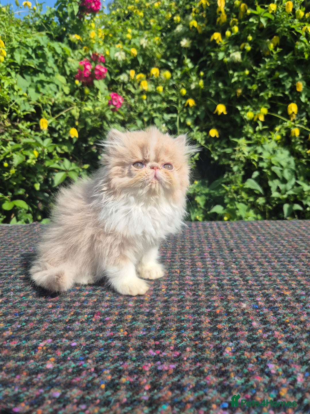 Persian cats for sale: 🏆champion sired persian and exotics kittens😸 ♥️  - Image 8