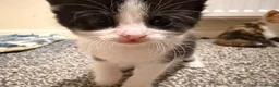 Mixed Breed cats for sale: 2 stunning black and white Kittens left - Advert 8