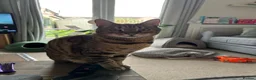 Bengal cats for adoption: Beautiful Leo looking for home - Advert 6