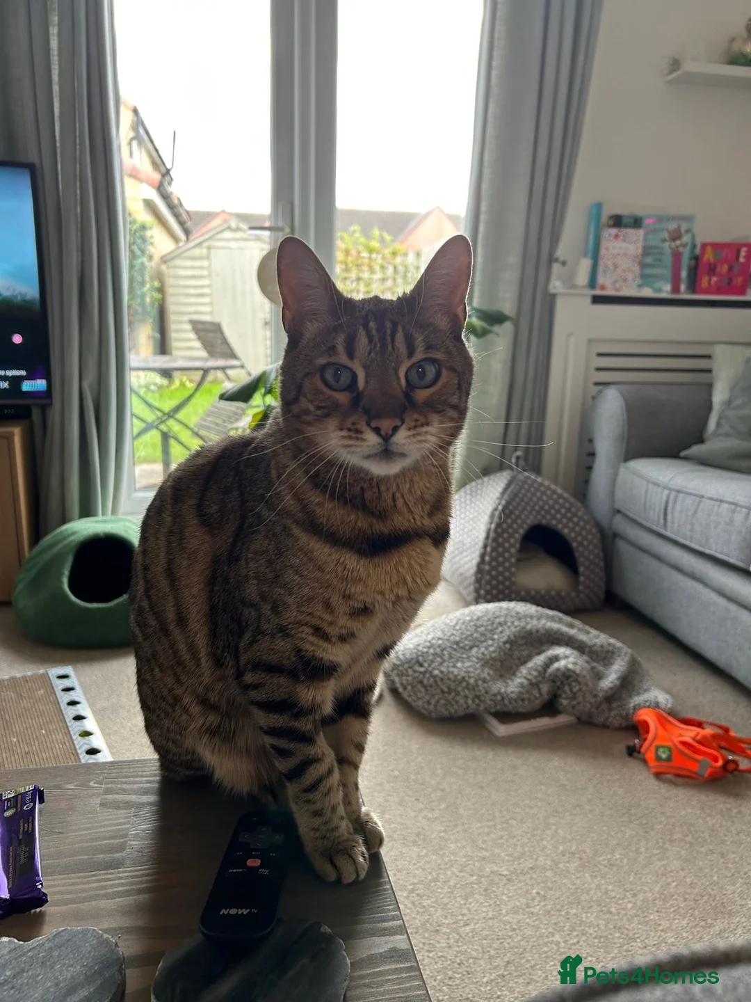 Bengal cats for adoption: Beautiful Leo looking for home - Advert 6