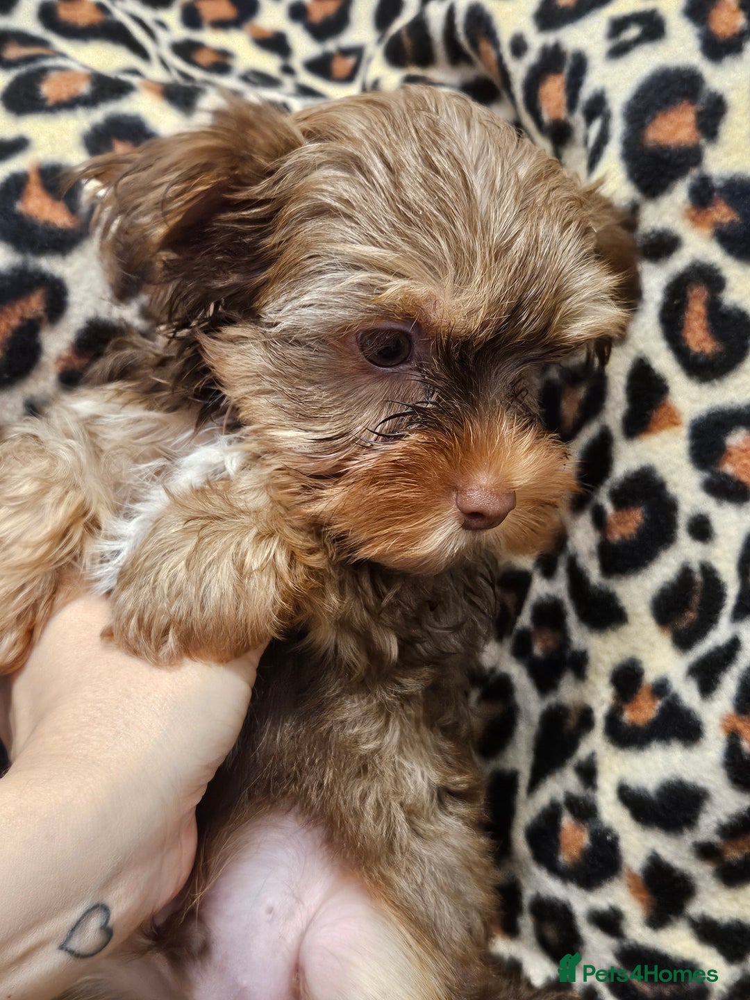 Yorkshire Terrier dogs for sale: 🧡 DNA tested parents 🤎 Chocolate Red boy  - Advert 18