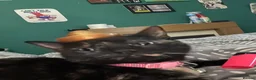 Mixed Breed cats for sale: 6 loving kittens looking for their forever home in Glasgow - Advert 2