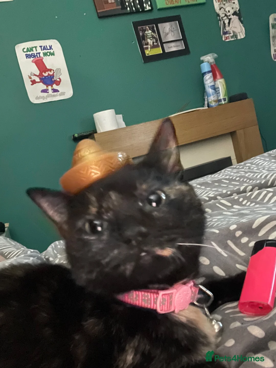 Mixed Breed cats for sale: 6 loving kittens looking for their forever home in Glasgow - Advert 2
