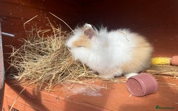 Lionhead rabbits for sale: Lionhead bunnies  - Image 8
