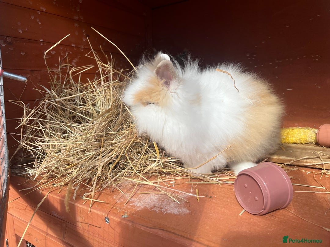 Lionhead rabbits for sale: Lionhead bunnies  - Image 8