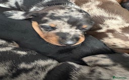 Miniature Dachshund dogs for sale: Venus is a mama to 5! - Image 24