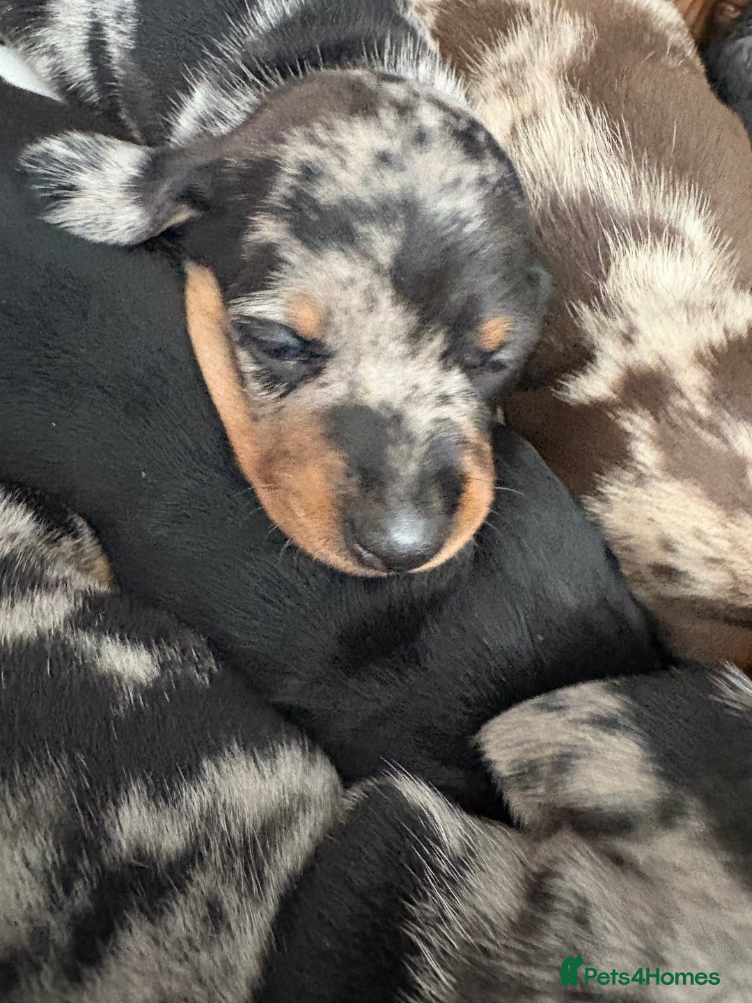 Miniature Dachshund dogs for sale: Venus is a mama to 5! - Image 24