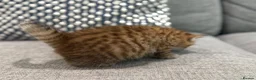 Scottish Fold cats for sale: Mackerel Boy Scottish Folds - Blue/Gold Shaded - Advert 5