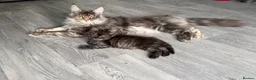 Maine Coon cats for sale: Mainecoon x in Wakefield - Advert 16