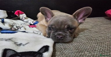 French Bulldog dogs - Advert 1