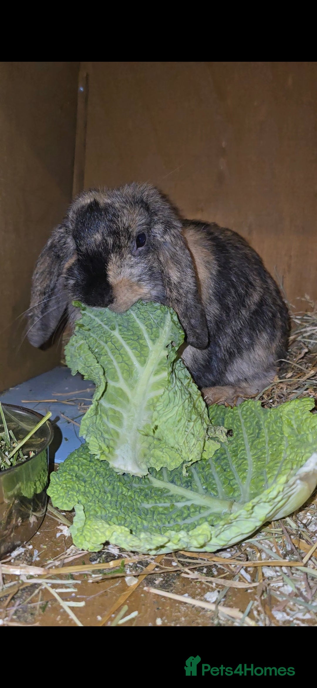 Mini Lop rabbits for sale: Black Harliquin Mini Lop Doe - Advert 4