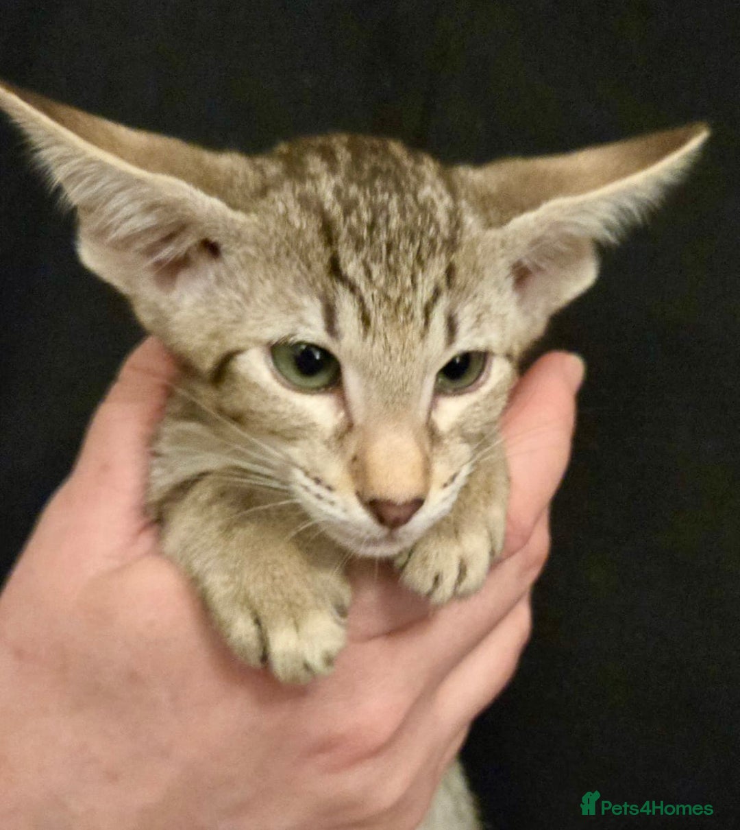 Oriental cats for sale: Outstanding Pedigree Oriental GCCF reg kittens - Advert 21