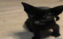 Oriental cats for sale: Oriental kitten - Image 20