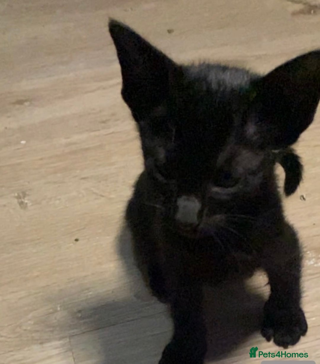 Oriental cats for sale: Oriental kitten - Image 20
