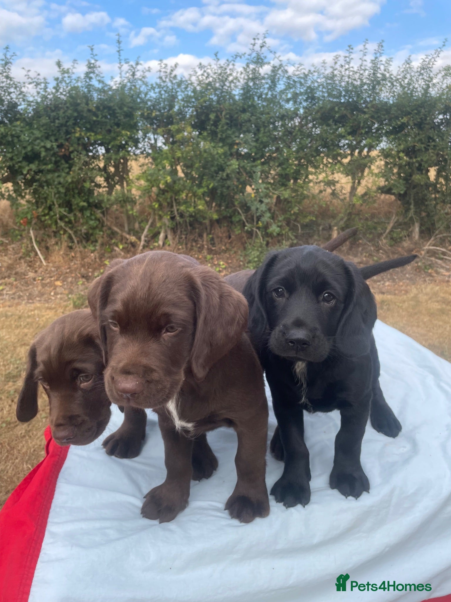 Mixed Breed dogs Gorgeous litter of LAB x SPANIEL puppies.  - Advert 1