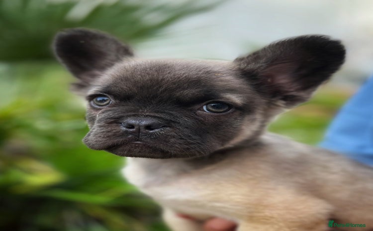 French Bulldog dogs - Advert 14