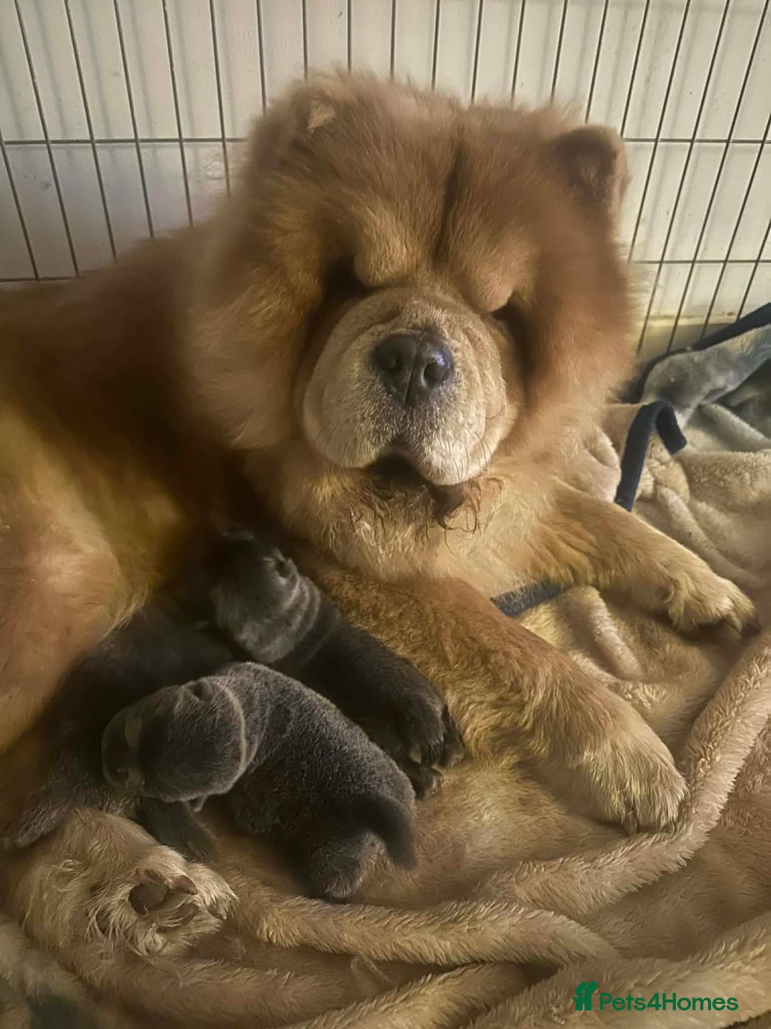 Chow Chow dogs for sale: Smooth coat lilac male pups. - Advert 1