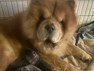 Chow Chow dogs Last 2 pups! Smooth coat lilac male pups. - Advert 15