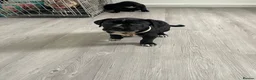 Mixed Breed dogs for sale: Cane Corso x Bullmastiff Puppies 8wks in London - Advert 16