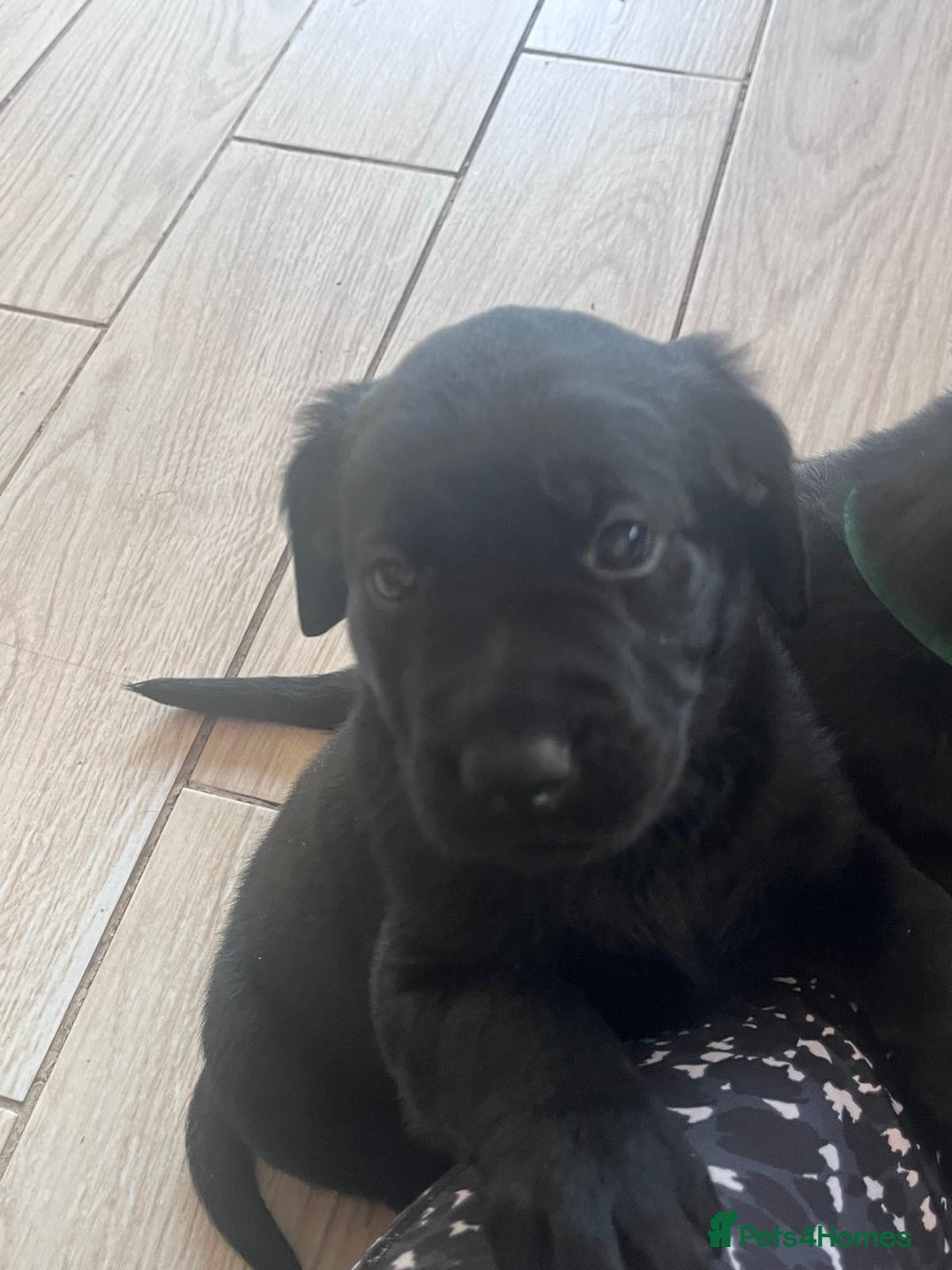 Mixed Breed dogs for sale: Adorable Sheeprador Pups Ready for Forever Homes! - Advert 7