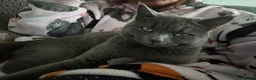 British Shorthair cats for sale: Heartbreaking Rehoming ❤️‍🩹💔 - Advert 5
