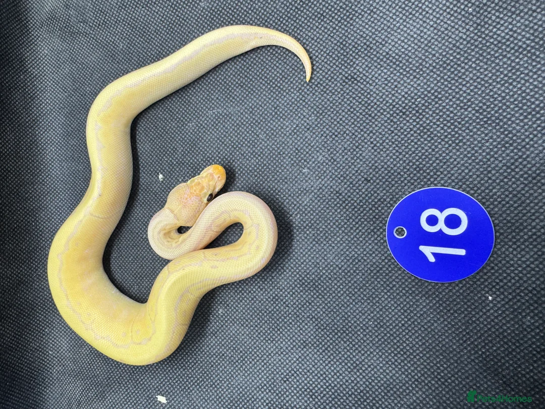 Python Snake reptiles for sale: Royal python hatchlings from £30 - Advert 5