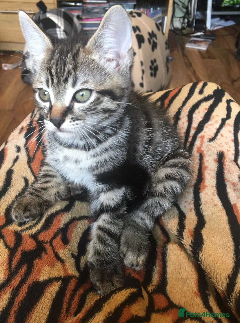 Mixed Breed cats Kittens for sale - Advert 12