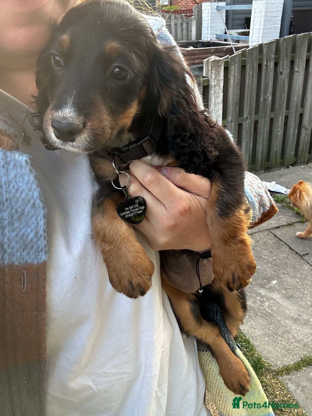 Cocker Spaniel dogs for sale: Trained Cocker Spaniel for sale  - Image 2