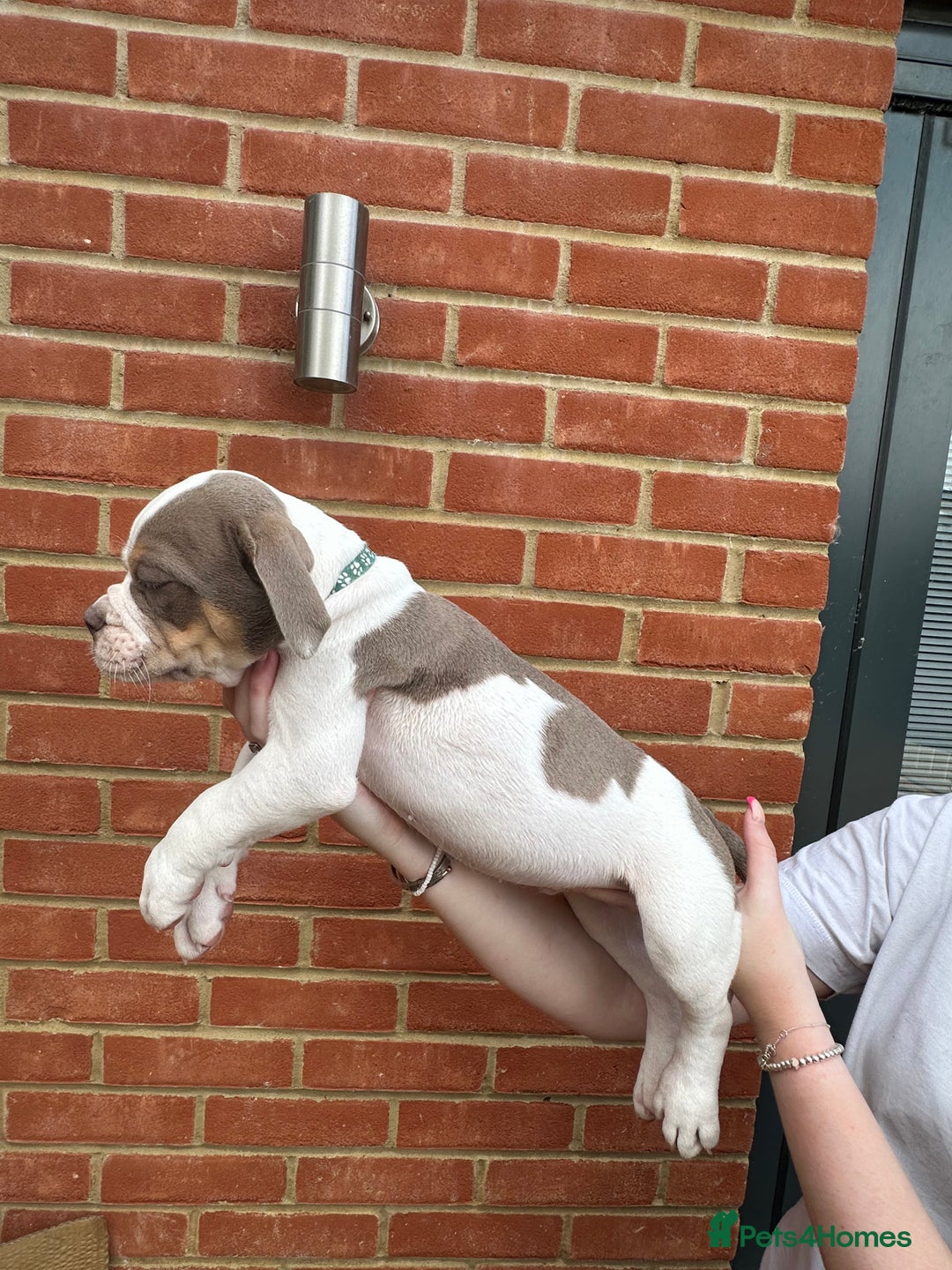 Olde English Bulldogge dogs for sale: OLDE ENGLISH BULLDOGGE PUPPIES in Epping - Image 27