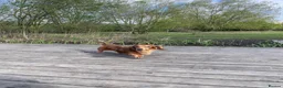 Miniature Dachshund dogs for stud: Miniature Long Haired Dachshund - Advert 4