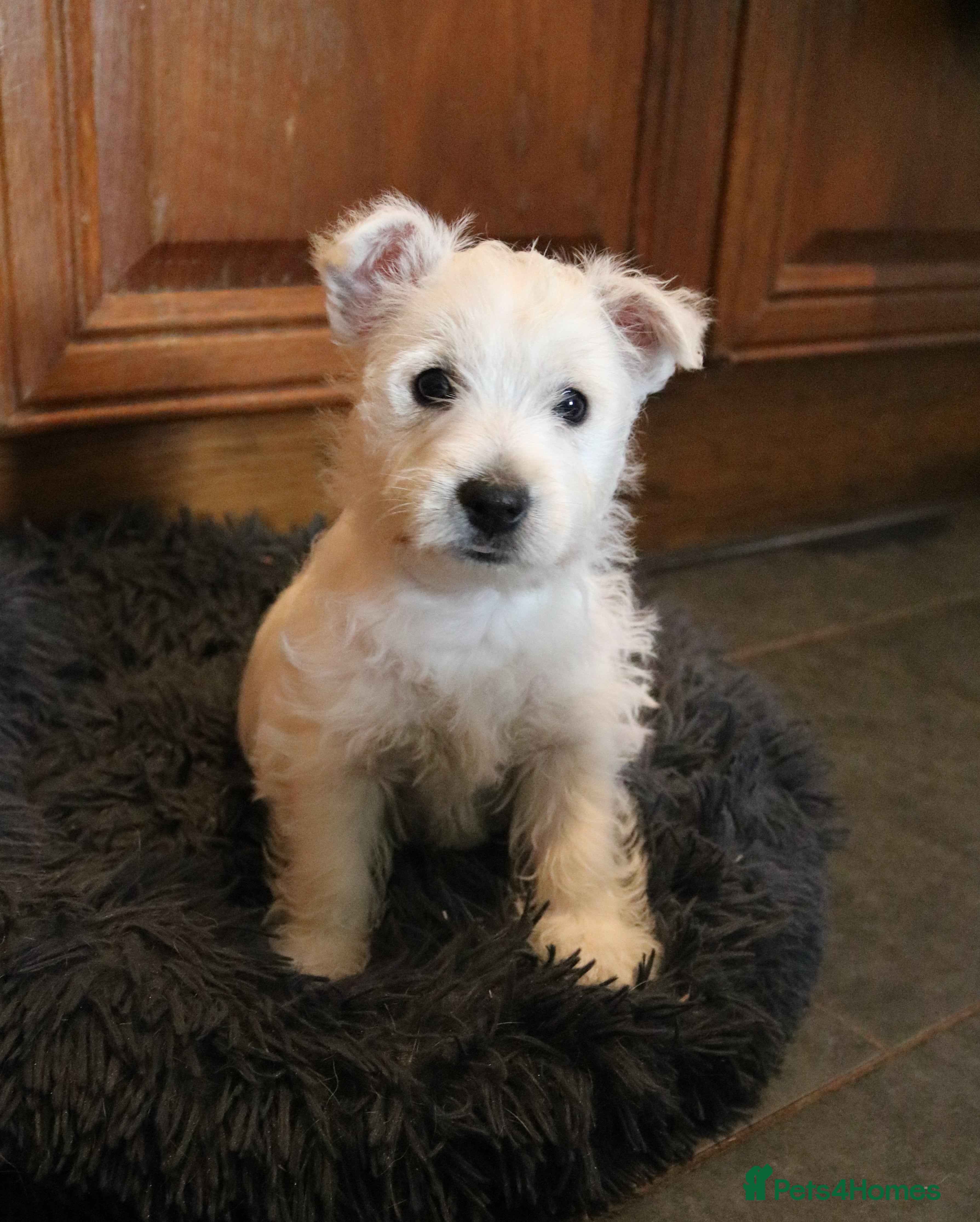 West Highland Terrier dogs  West Highland Terrier (Westie) Puppies for Sale - Advert 3