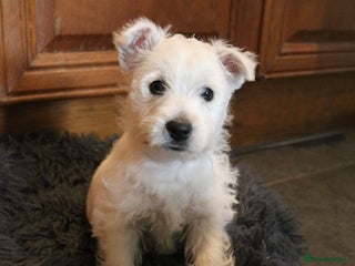 West Highland Terrier dogs - Advert 1