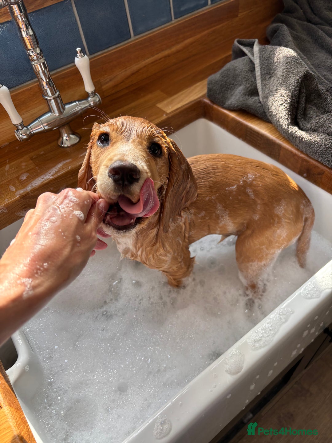 Cocker Spaniel dogs for sale: Male Working Cocker Spaniel - Advert 11