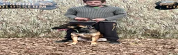 Mixed Breed dogs for sale: Dutch Herder top working lines - Advert 8