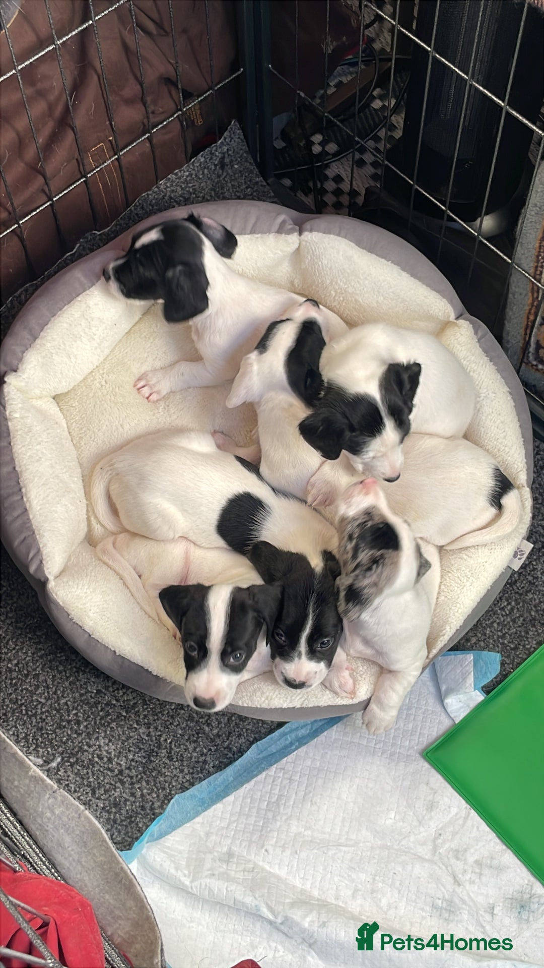 Jack Russell dogs for sale: Beautiful jack Russell puppies  - Advert 6