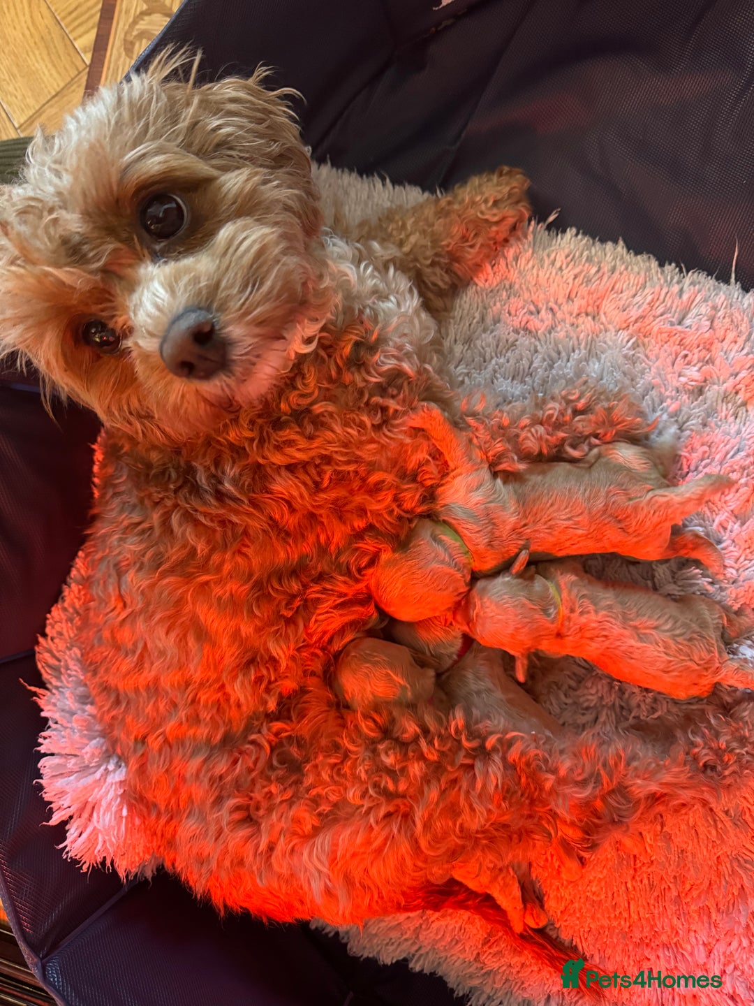 Cavapoo dogs for sale: Cavapoo Puppies - Advert 3