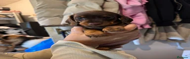 Miniature Dachshund 3