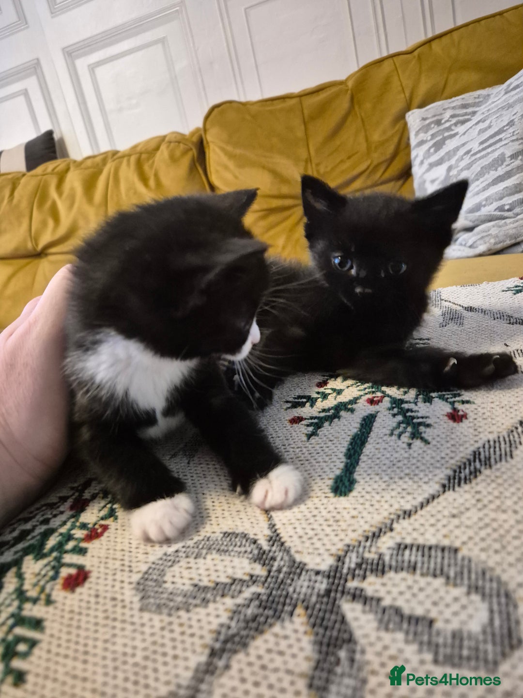 British Shorthair cats for sale: Beautiful little kittens for sale - Advert 4