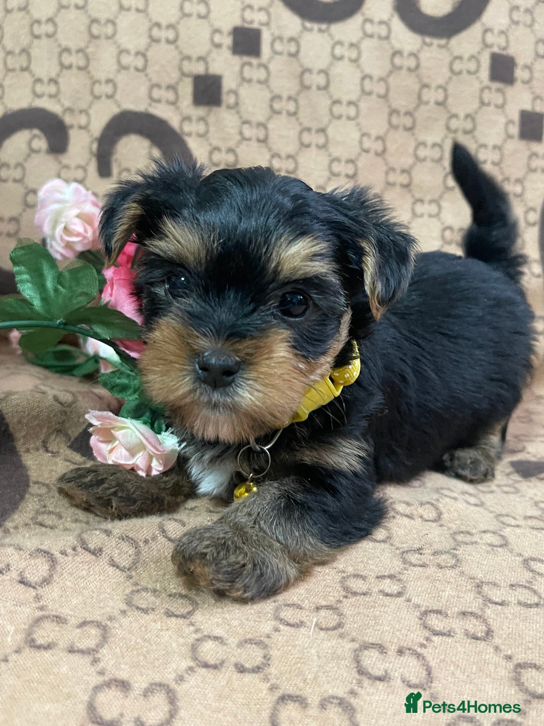 Yorkshire Terrier dogs for sale: Beautiful Yorkshire Terrier Puppies  - Advert 14