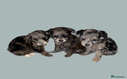 Cockapoo dogs for sale: Stunning F1b Cockapoo puppy’s  - Image 2