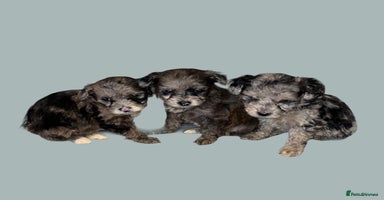Cockapoo dogs - Advert 1