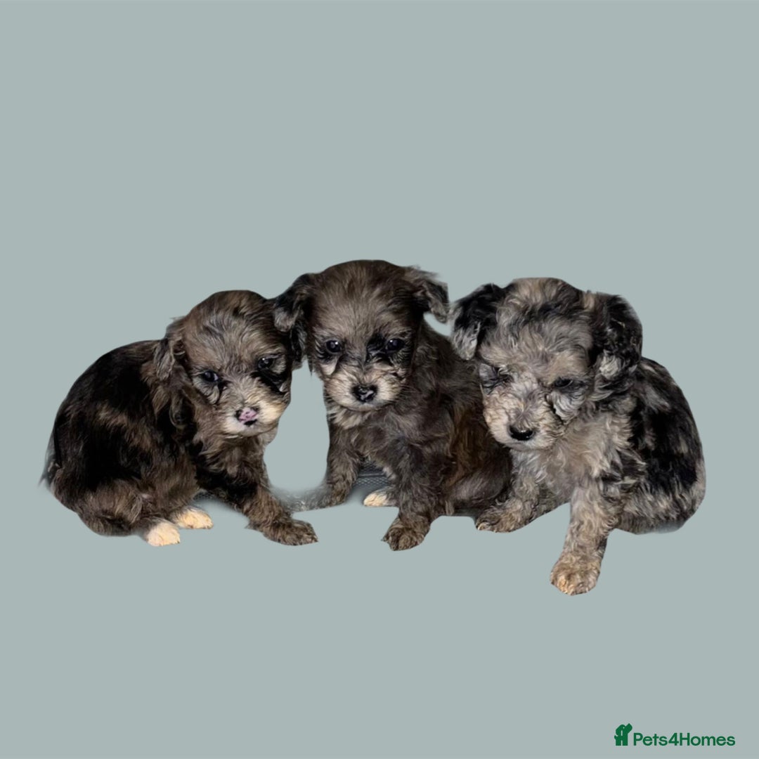 Cockapoo dogs for sale: Stunning F1b Cockapoo puppy’s  - Image 2