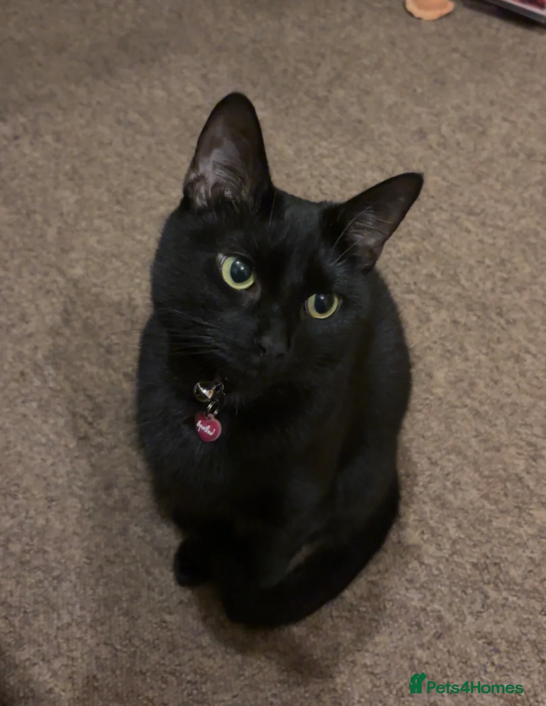 Bombay cats for sale: Nancy, beautiful 4 year old indoor cat - Advert 4