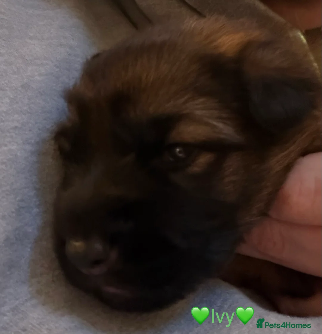German Shepherd dogs for sale: 🐶🐶German Shepherd Puppies🐶🐶 - Advert 12