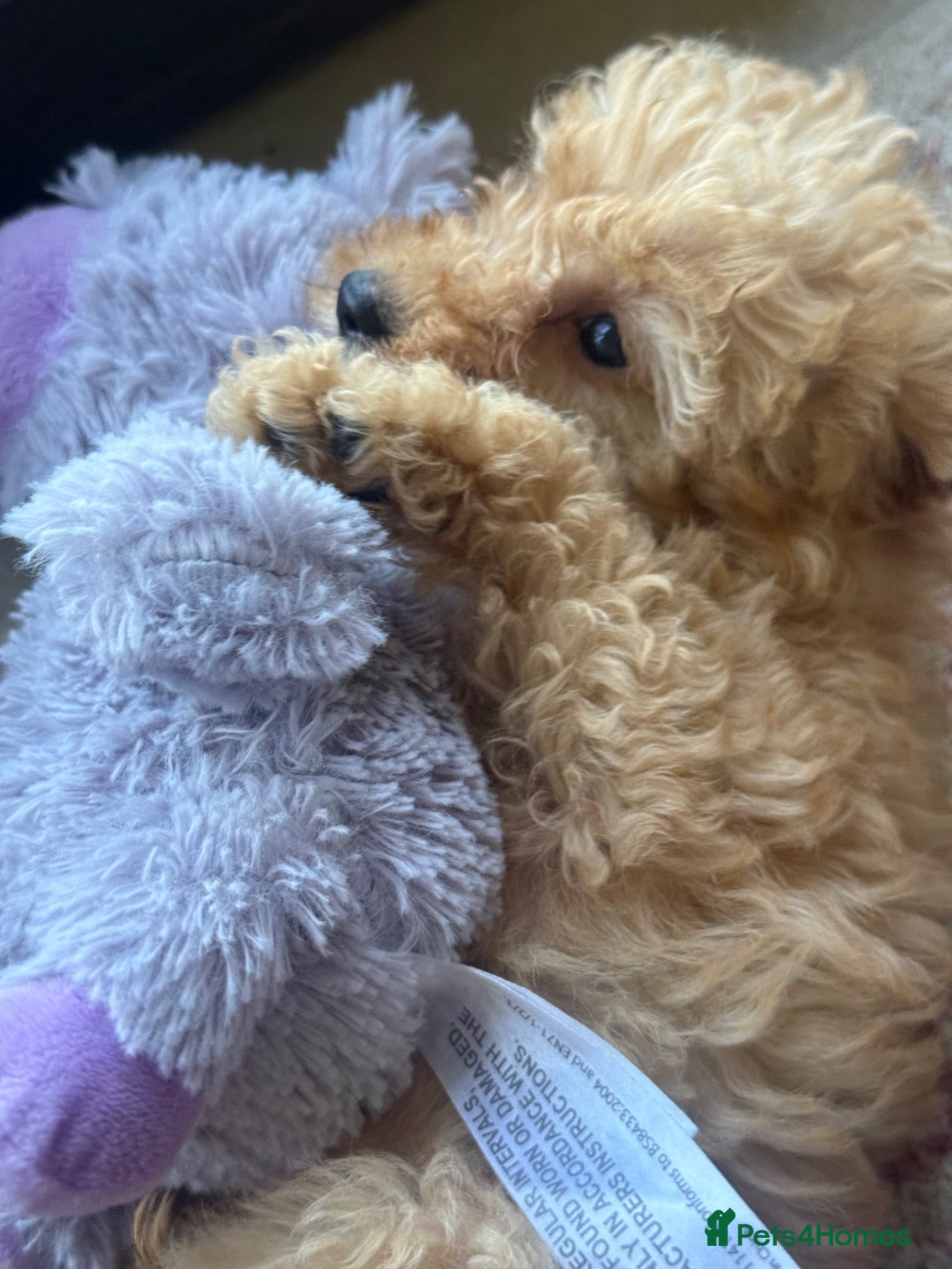 Labradoodle dogs Beautiful small / miniature labradoodles  - Advert 2