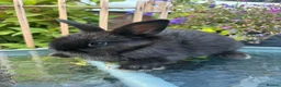 Mini Lop rabbits for sale: Mini lop / Mini lop cross orange / black bunnies - Advert 25