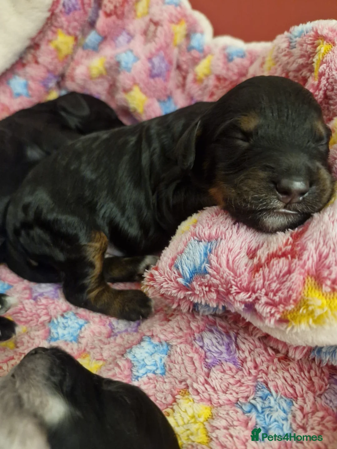 Cockapoo dogs for sale: 6 miniature Cockapoo Puppies - Advert 17