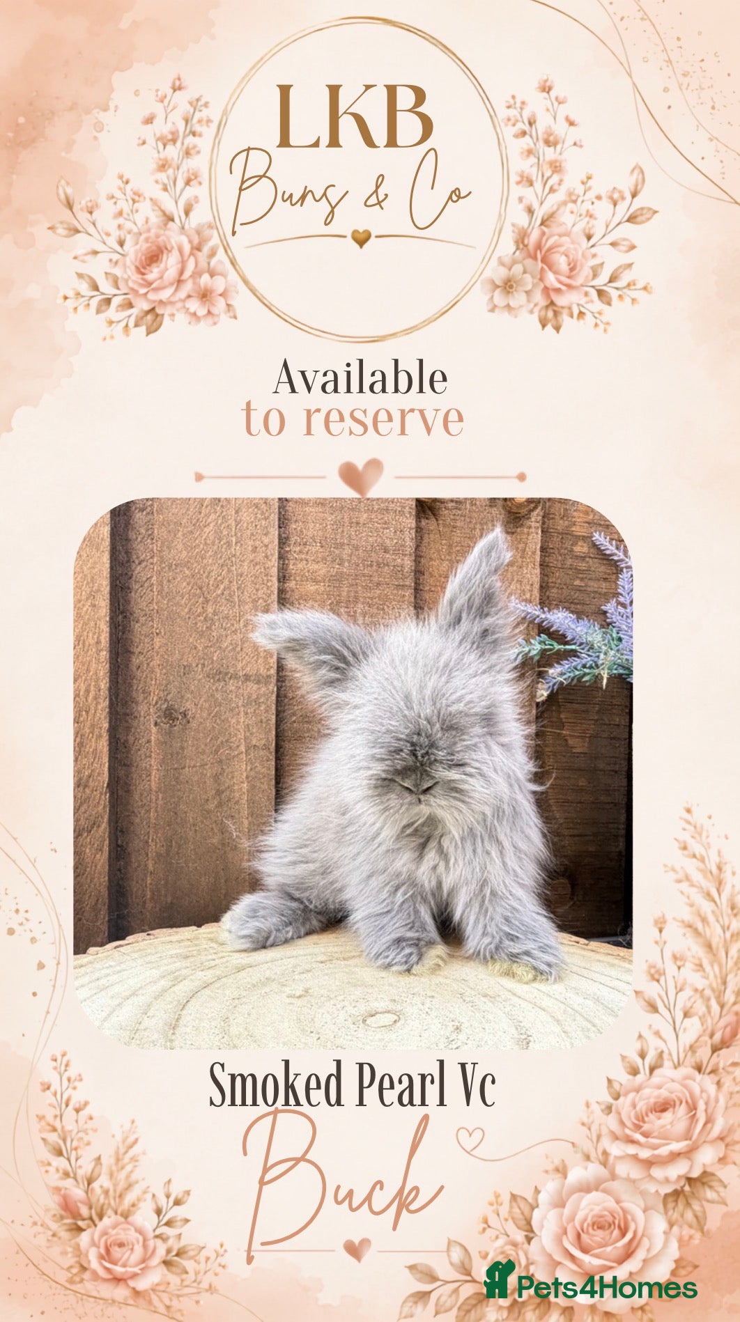 Angora rabbits 🌟 PEDIGREE ENGLISH ANGORA 🌟 - Advert 1