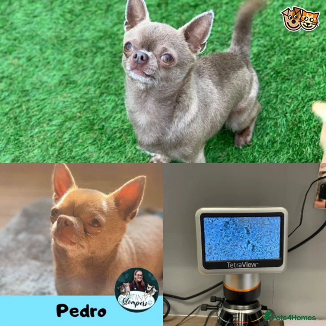 Chihuahua dogs for stud: Lilac KC Shorthaired Stud in Leeds - Advert 3